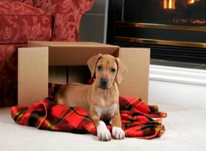 Jacksonville Puppy Safe by fireplace and chimney